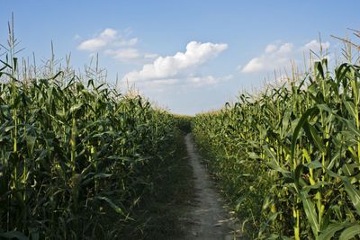 Ag Markets Focused on This Week’s USDA Outlook Forum: 3 Key Things to Watch