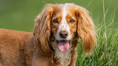 Discover more about the ‘people-pleasing’ Cocker Spaniel –a soft, loving breed with floppy ears and a happy heart