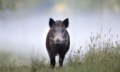 Dartmoor wild boar sightings prompt suspicions of guerrilla rewilding