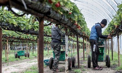 UK’s seasonal farm worker scheme to be extended for five years