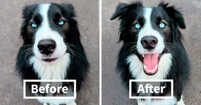 Before & After Pics Of 17 Dogs Being Told They’re A Good Boy/Girl To Brighten Your Day