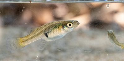 Smart is sexy – new study on fish doing puzzles hints intelligence partly evolved via sexual selection