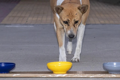 Dogs may have a preference for this colour, study suggests