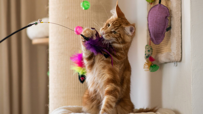 What’s your cat’s play personality? A vet reveals the 5 types and what they mean