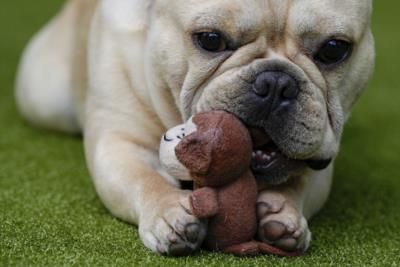 Bulldog Puppies Stolen In Bizarre Pet Store Heist