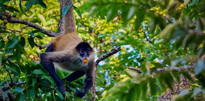 Alcohol ingestion by animals is surprisingly widespread – and we’re starting to understand its impact