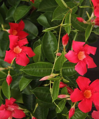 How to grow mandevilla – expert advice for cultivating this tropical flowering vine, a gem of the Brazilian rainforest