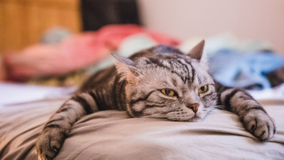 Is your cat bored? Watch out for these 9 tell-tale signs, according to a vet