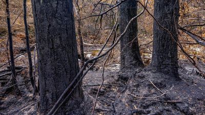 A 3000-year-old pine intact but ancient trees scorched