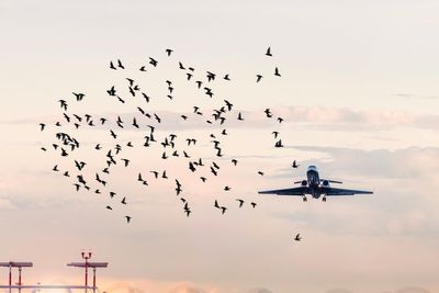 What is a bird strike? How concerned you need to be when flying