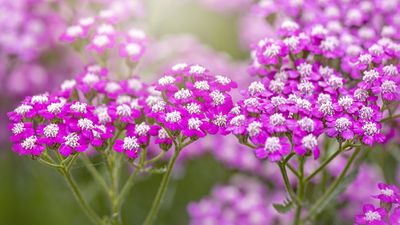 How to grow common yarrow – this drought tolerant perennial will bring vibrant, long-lasting color to your yard