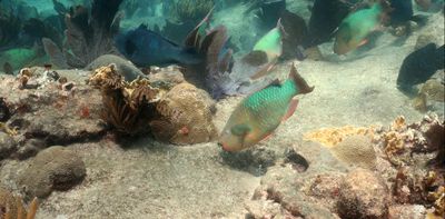 Parrotfish support healthy coral reefs, but they’re not a cure-all, and sometimes cause harm