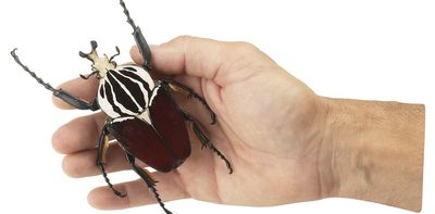 World’s largest insect faces extinction: how to save two species of Africa’s giant Goliath beetle