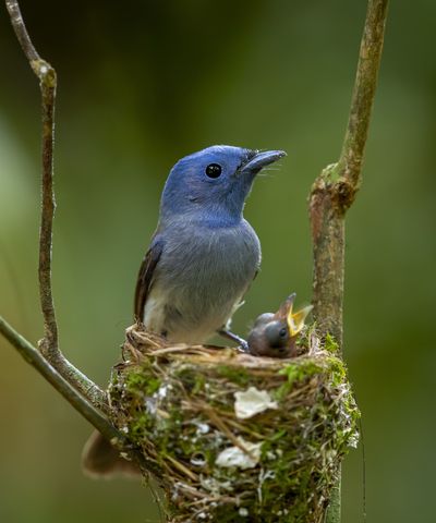 When is it too late to cut hedges to protect nesting birds? Expert advice on legal regulations and keeping songbirds safe in your yard