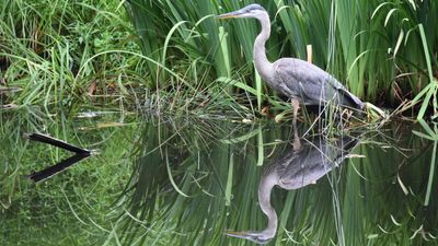 View live streaming photos of nesting herons with new state of the art camera system