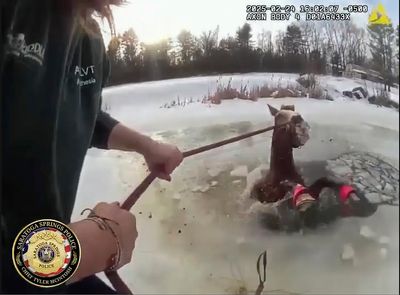 Dramatic rescue saves horse from icy pond in New York