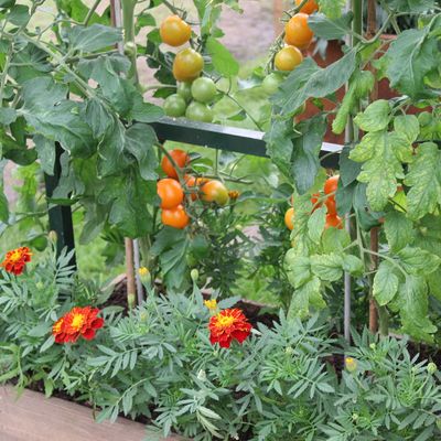 How to grow cherry tomatoes and help them thrive in a small garden or on a tiny windowsill