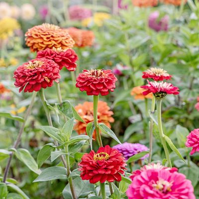 When to plant zinnia seeds to guarantee beautiful blooms in time for summer, according to gardening pros