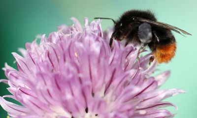 UK bumblebee numbers fell to lowest on record in 2024, shows data