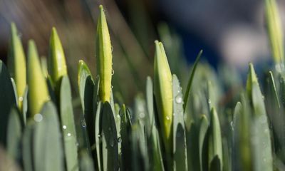 Country diary: Daffodil buds have appeared out of a memory of spring