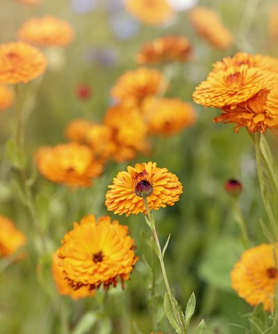 Maximum blooms for minimal effort – these 9 annuals will give even beginner and time-poor gardeners months of guaranteed summer color