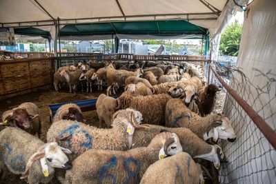 Moroccan King urges people against sacrificing sheep for Eid