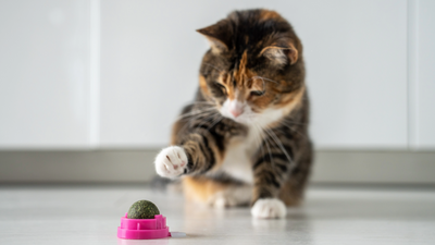 Can kittens have catnip? A vet shares her thoughts