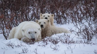 Watch polar bear cubs emerge from their winter den for 1st time on Svalbard