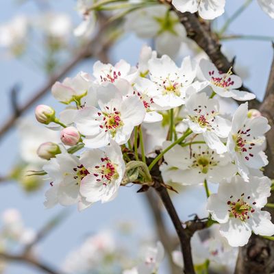 The 7 best blossom trees to plant in March for big fluffy springtime blooms