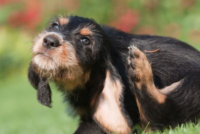 3 Pet Stocks Cashing in on America’s Love for Animals