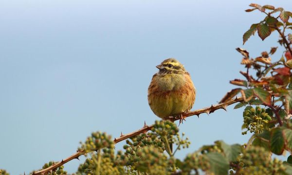 British farmland bird bounces back from brink of extinction