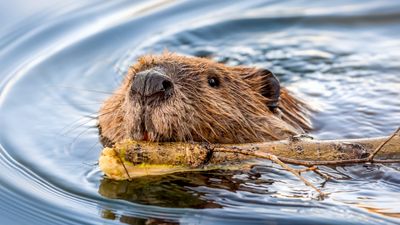 Wild swimmers are safer in lakes and rivers where beavers live, thanks to their pollution blocking dams, study finds