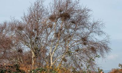 Country diary: Admiring the galls of this silver birch