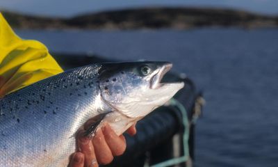 Weatherwatch: marine ‘hot spot’ could change makeup of British fish species