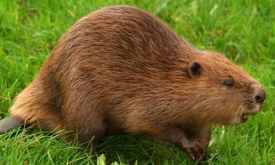 Beaver releases into wild to be allowed in England for first time in centuries