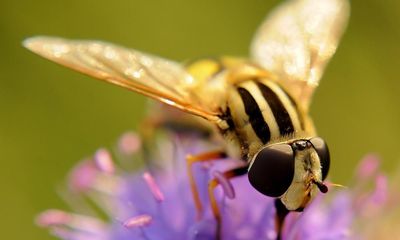 ‘About time they got some credit’: why hoverflies are an underappreciated insect