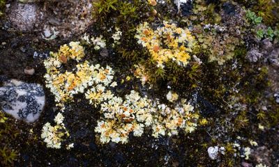 Rare lichen brought back to East Anglia with help of bookbinding glue