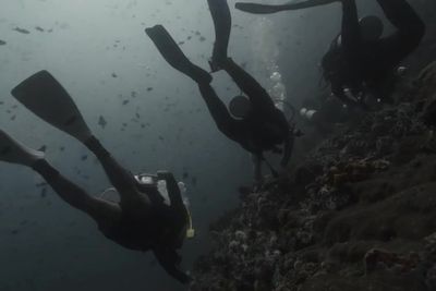 Divers struggle in rough currents moments before tourist swept into deadly shark attack