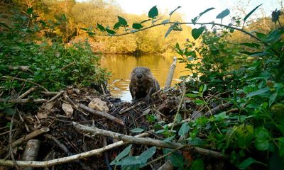 ‘Ultimate bringers of life’: How one Cornwall farmer is using beavers to stop flooding