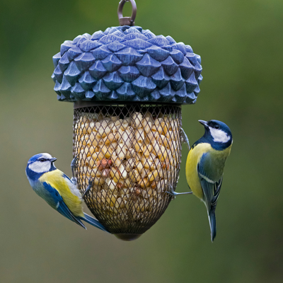 How to clean a bird feeder — Wildlife experts say this is the best way to keep it clean and protect against disease