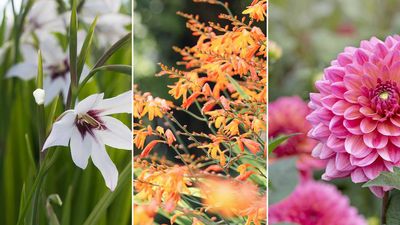 When is best to plant summer bulbs? Gardening experts share timing guidelines for lilies, gladioli, and more