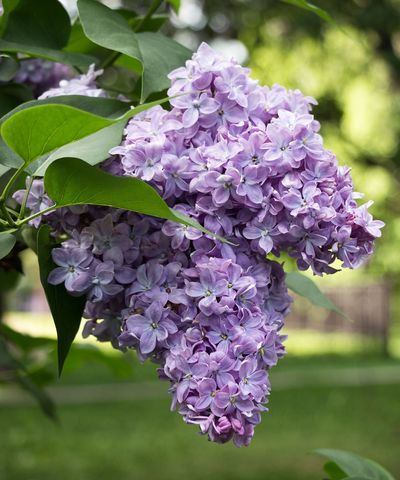 What not to prune in spring – avoid damaging these 10 plants by trimming too early, and when you should prune instead