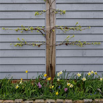 How to stop squirrels digging up bulbs — 6 ways to guard and protect your spring and summer bulbs