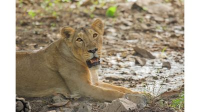 "Gir is the only place in the world where you can photograph Asiatic lions in their natural habitat – but you’re not guaranteed to see anything.""