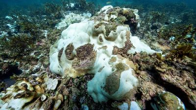 'Like a warm bath': coral reefs rocked by heatwave