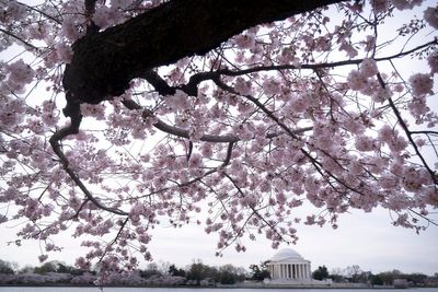 Peak bloom for the iconic cherry blossom trees of Washington, DC, is predicted for late March