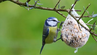 How to make a DIY bottle bird feeder – an expert ornithologist reveals how to reuse old bottles to help local wildlife