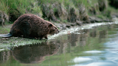 Wild swimmers may benefit from cleaner water under leaked government plans to allow beaver releases in England