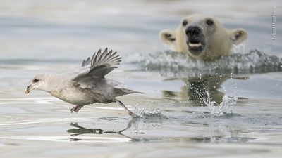 The people have spoken! Here's the winner of the Wildlife Photographer of the Year People’s Choice Award 2024