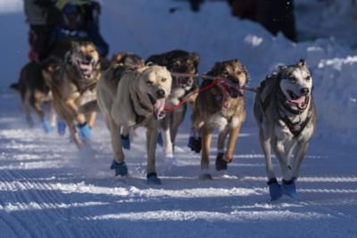 Iditarod Trail Sled Dog Race: Longest Route In History